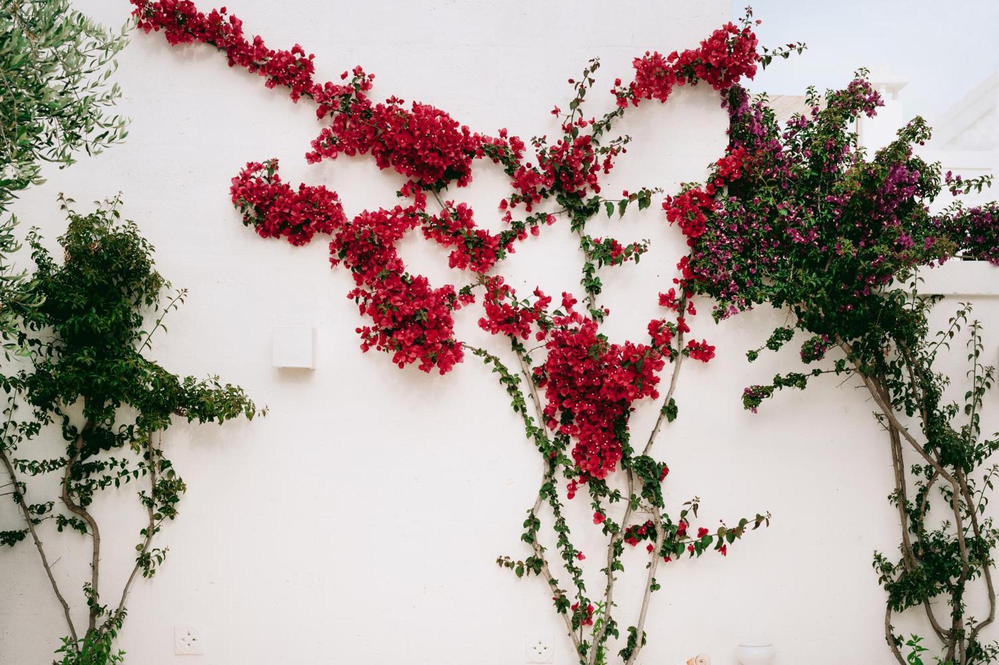 Oltre Gli Ulivi Bed & Breakfast Ostuni Dış mekan fotoğraf